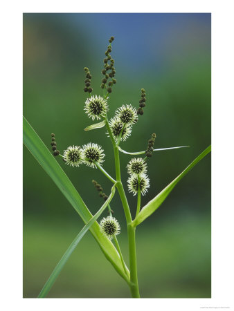 Branched Bur-Reed, Showing Bur-Like Fruits, Uk by Mark Hamblin Pricing Limited Edition Print image