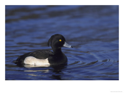 Tufted Duckaythya Fuliguladrake On Wateruk by Mark Hamblin Pricing Limited Edition Print image