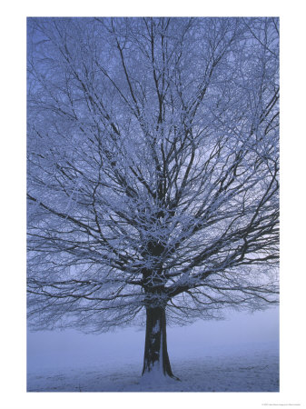 Beech Tree In Winter, Hoar Frost On Branches, Derbyshire, Uk by Mark Hamblin Pricing Limited Edition Print image