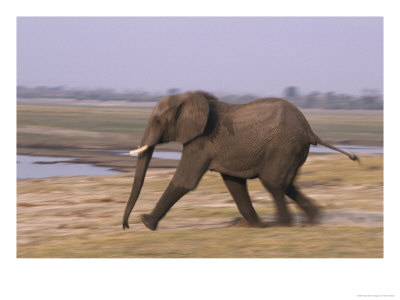 African Elephant, Running, Botswana by Mark Hamblin Pricing Limited Edition Print image