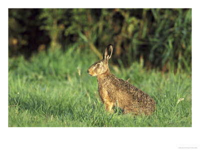 Brown Hare, Sat In Meadow, Uk by Mark Hamblin Pricing Limited Edition Print image