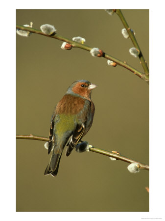 Chaffinch, South Yorks by Mark Hamblin Pricing Limited Edition Print image