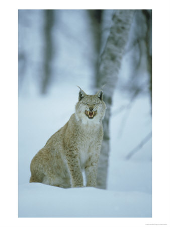 European Lynx, Felis Lynx Female Yawning Norway by Mark Hamblin Pricing Limited Edition Print image