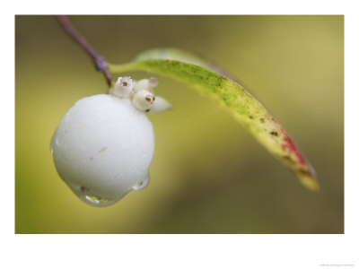 Snowberry, Close Up Of Berry, Scotland by Mark Hamblin Pricing Limited Edition Print image