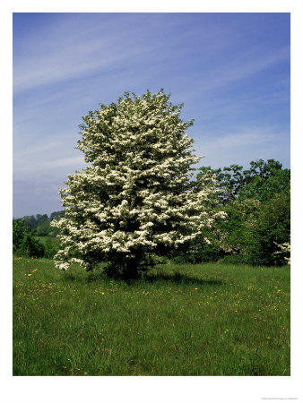 Hawthorn, Devon, Uk by Geoff Kidd Pricing Limited Edition Print image