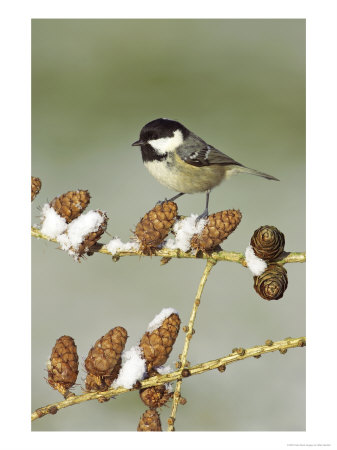 Coal Tit, Adult Perched On Larch Cones In Winter, Scotland, Uk by Mark Hamblin Pricing Limited Edition Print image