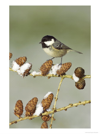 Coal Tit, Adult Perched On Larch Cones In Winter, Scotland, Uk by Mark Hamblin Pricing Limited Edition Print image