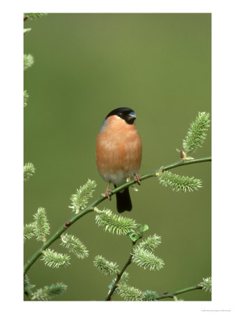 Bullfinch, Pyrrhula Pyrrhula Male On Willow Yorkshire, Uk by Mark Hamblin Pricing Limited Edition Print image