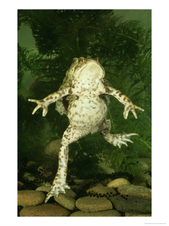 Common Toad, Bufo Bufo Pair In Amplexus Showing Spawn, South Yorks by Mark Hamblin Pricing Limited Edition Print image