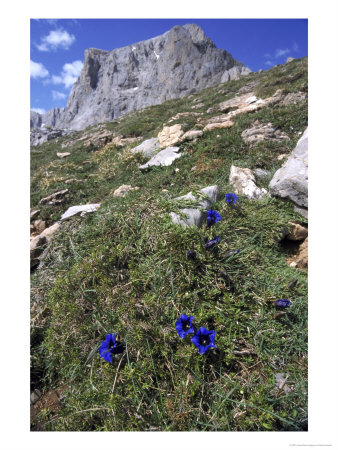 Trumpet Gentian In Mountain Habitat, Spain by Mark Hamblin Pricing Limited Edition Print image