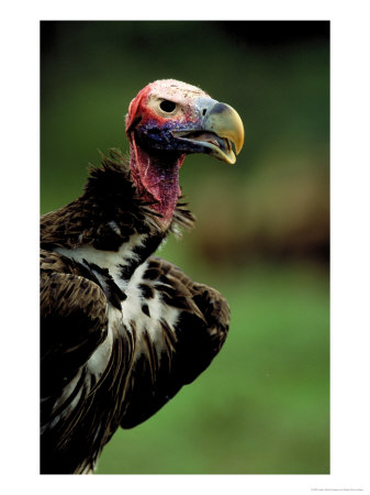 Lappetfaced Vulture At Umgeni River Bird Park, Kwazulu-Natal, South Africa by Roger De La Harpe Pricing Limited Edition Print image