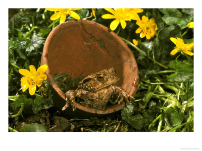 Common Toad In Flower Pots Amongst Celandine, Sheffield, Uk by Mark Hamblin Pricing Limited Edition Print image