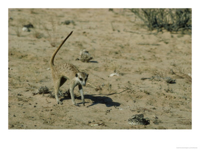 Meerkat, Approaching A Snake, Kalahari by David Macdonald Pricing Limited Edition Print image