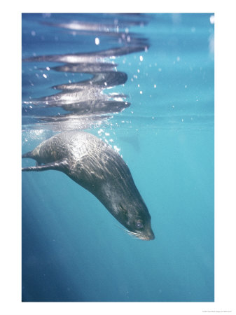 Galapagos Fur Seal, Cavorting Underwater, Galapagos by Mark Jones Pricing Limited Edition Print image