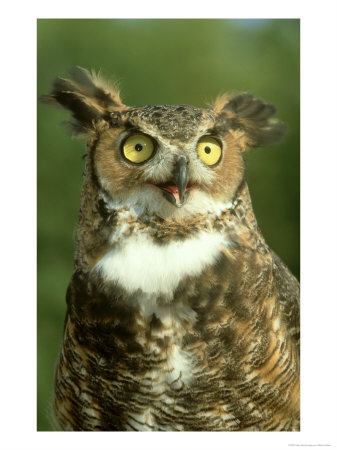 Great Horned Owl, Bubo Virginianus Close-Up Portrait, Calling, Usa by Mark Hamblin Pricing Limited Edition Print image