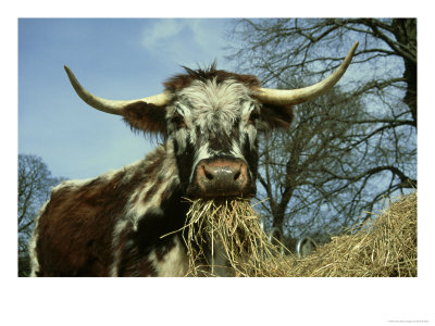 Longhorn Cattle, Uk by Mark Hamblin Pricing Limited Edition Print image
