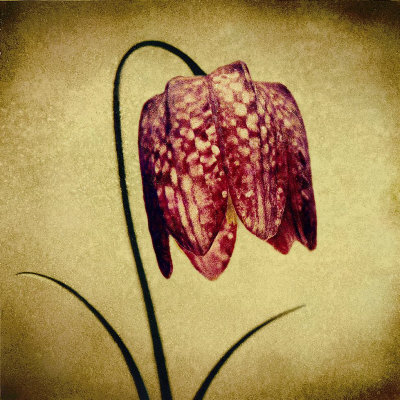 Crimson Fritillaria by Howard Waisman Pricing Limited Edition Print image