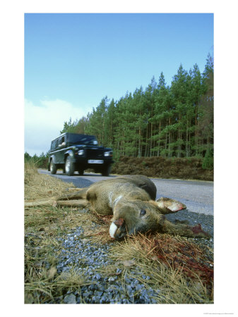 Roe Deer, Buck, Scotland by Mark Hamblin Pricing Limited Edition Print image