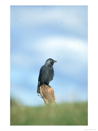 Jackdaw, Corvus Monedula Perched, October Strathspey, Scotland by Mark Hamblin Pricing Limited Edition Print image