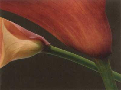 Red Lilies I by Jan Lens Pricing Limited Edition Print image