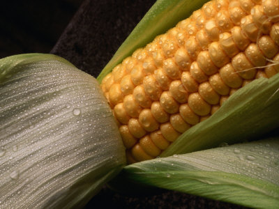 Cob Of Corn With Water Droplets, Australia by John Hay Pricing Limited Edition Print image