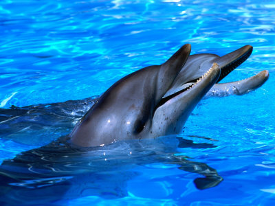 Dolphins With Heads Out Of Water, Hamilton Island, Queensland, Australia by John Banagan Pricing Limited Edition Print image