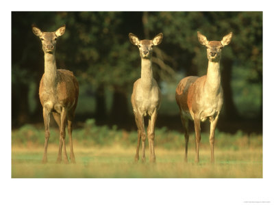 Red Deer, Group Of Three Hinds Head-On, Uk by Mark Hamblin Pricing Limited Edition Print image