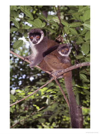 Mongoose Lemur, Female With Female Infant by David Haring Pricing Limited Edition Print image