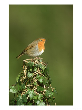 Robin, Adult Perched On Ivy Covered Stump, Uk by Mark Hamblin Pricing Limited Edition Print image
