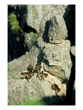 Gelada Baboons, Family, Ethiopia by Patricio Robles Gil Pricing Limited Edition Print image