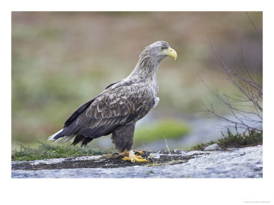 White-Tailed Eagle, Adult, Norway by Mark Hamblin Pricing Limited Edition Print image