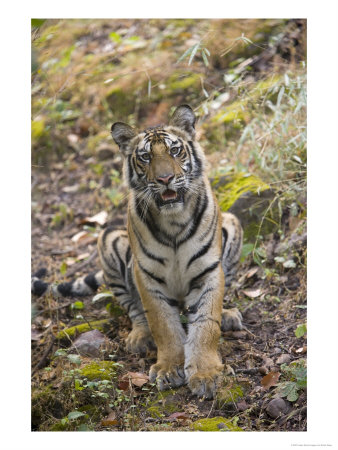 Bengal Tiger, Young Male Sitting In Leaf Litter, Madhya Pradesh, India by Elliott Neep Pricing Limited Edition Print image