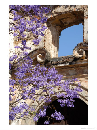 Purple Spring Flowers In Bloom, La Compania De Jesus, Antigua, Guatemala by Cindy Miller Hopkins Pricing Limited Edition Print image