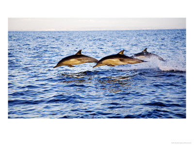 Common Dolphins, San Diego, Usa by Richard Herrmann Pricing Limited Edition Print image