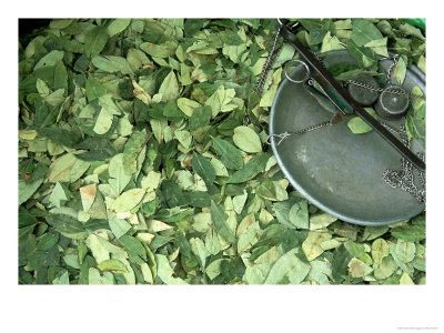 Coca Leaves And Weighing Scales, Lake Titicaca, Bolivia by Paul Franklin Pricing Limited Edition Print image