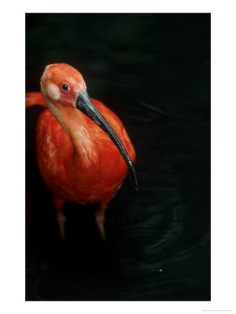 Scarlet Ibis, Eudocimus Ruber by David Tipling Pricing Limited Edition Print image