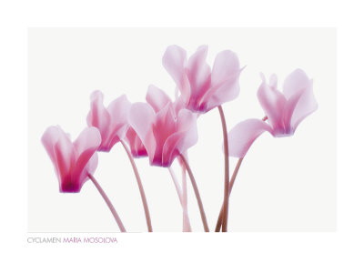 Cyclamen by Maria Mosolova Pricing Limited Edition Print image