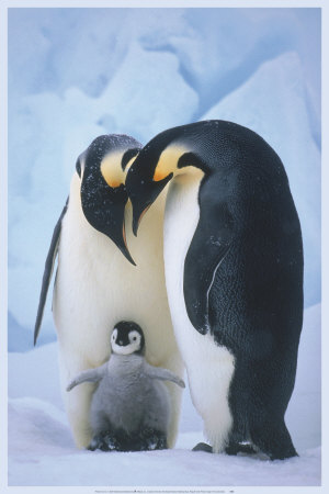 Penguin Family Portrait by Tim Davis Pricing Limited Edition Print image