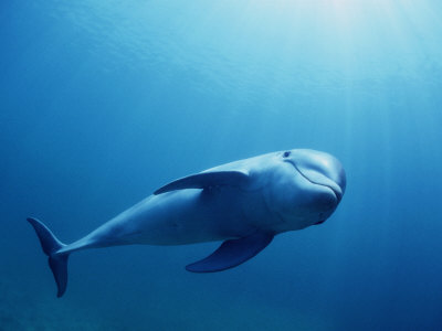 Bottlenose Dolphin, Honduras, Caribbean Sea by Doug Perrine Pricing Limited Edition Print image