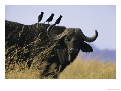 Portrait Of A Cape Buffalo, Serengeti National Park, Tanzania by George F. Mobley Pricing Limited Edition Print image