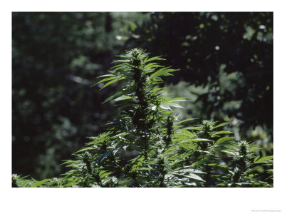 The Bud And Leaves Of A Marijuana Plant, Humboldt County, California by James P. Blair Pricing Limited Edition Print image