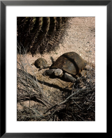 Desert Tortoise And Youngster In The Sonoran Desert by Andreas Feininger Pricing Limited Edition Print image