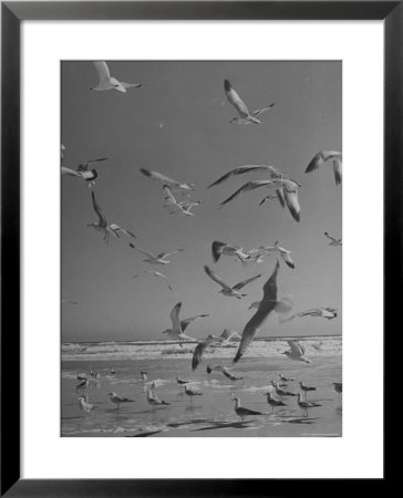 Large Group Of Sea Gulls Flying Around And On Beach by Eliot Elisofon Pricing Limited Edition Print image