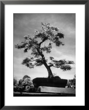 50 Year Old Bonsai Maple Tree On Estate Of Collector Keibun Tanaka In Suburb Of Tokyo by Alfred Eisenstaedt Pricing Limited Edition Print image
