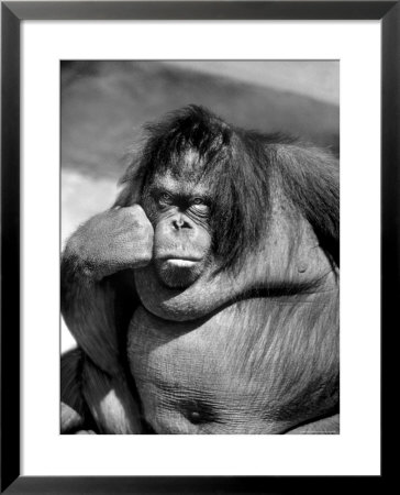 Sandra The Orangutan With Cheek Resting On Hand And Thoughtful Expression, At The Bronx Zoo by Nina Leen Pricing Limited Edition Print image