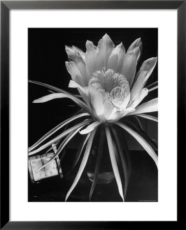 View Of A Night Blooming Cereus Blooming At 12:00 Am by Eliot Elisofon Pricing Limited Edition Print image