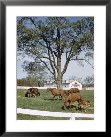 Calumet, Horse Farm by Eliot Elisofon Pricing Limited Edition Print image
