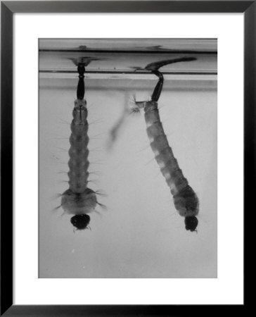 Mosquito Larvae Hanging Upside Down From Snorkel-Like Breathing Tubes by J. R. Eyerman Pricing Limited Edition Print image
