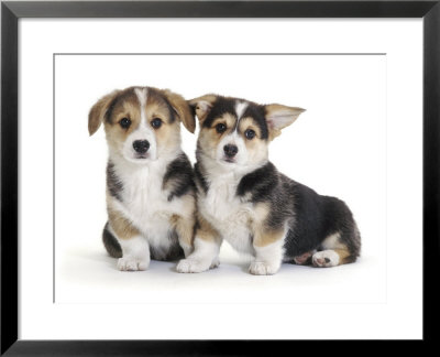 Two Pembrokeshire Welsh Corgi Pups, 9 Weeks Old, Ears Starting To Prick by Jane Burton Pricing Limited Edition Print image