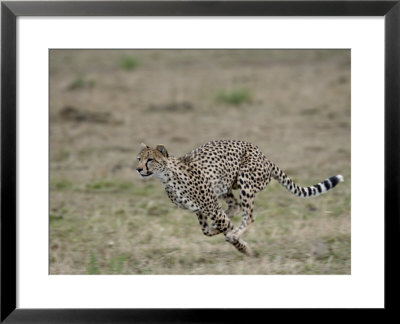 Cheetah, Masai Mara National Reserve, Kenya, East Africa, Africa by James Hager Pricing Limited Edition Print image